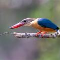 Stork-billed Kingfisher (Pelargopsis capensis)