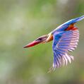 Stork-billed Kingfisher (Pelargopsis capensis)