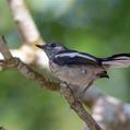 Oriental Magpie-Robin (Copsychus saularis)