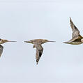 Bar-tailed Godwit (Limosa lapponica)