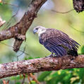 Lesser Fish Eagle (Haliaeetus humilis)