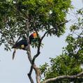 Rhinoceros Hornbill (Buceros rhinoceros)