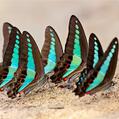 Common Bluebottle (Graphium sarpedon)