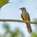 Plaintive Cuckoo (Cacomantis merulinus)