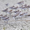 Bar-tailed Godwit (Limosa lapponica)