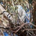 White-faced Heron (Egretta novaehollandiae)