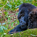Eastern Gorilla (Gorilla beringei)