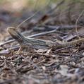 Eastern Bearded Dragon (Pogona barbata)