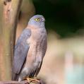 Brown Goshawk (Accipiter fasciatus)