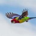 Eastern Rosella (Platycercus eximius)