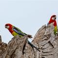 Eastern Rosella (Platycercus eximius)