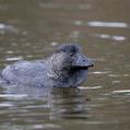 Musk Duck (Biziura lobata)