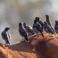 Common Myna (Acridotheres tristis)