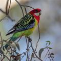 Eastern Rosella (Platycercus eximius)