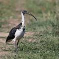Straw-necked Ibis (Threskiornis spinicollis)