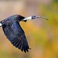 Straw-necked Ibis (Threskiornis spinicollis)