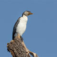 Little Pied Cormorant (Microcarbo melanoleucos)