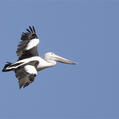 Australian Pelican (Pelecanus conspicillatus)