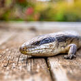 Eastern Blue-Tongued Lizard (Tiliqua scincoides)