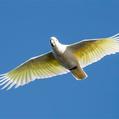 Sulphur-crested Cockatoo (Cacatua galerita)