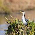 Little Pied Cormorant (Microcarbo melanoleucos)