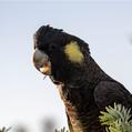 Yellow-tailed Black Cockatoo (Calyptorhynchus funereus)