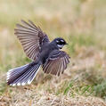 Grey Fantail (Rhipidura albiscapa)