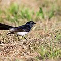 Willie Wagtail (Rhipidura leucophrys)