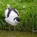 Pied Avocet (Recurvirostra avosetta)