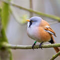 Bearded Reedling (Panurus biarmicus)