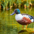 Northern Shoveler (Spatula clypeata)