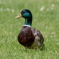 Mallard (Anas platyrhynchos)