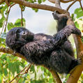 Eastern Gorilla (Gorilla beringei)