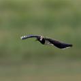 Northern Lapwing (Vanellus vanellus)
