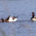 Common Shelduck (Tadorna tadorna)