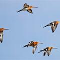 Black-tailed Godwit (Limosa limosa)