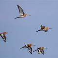 Black-tailed Godwit (Limosa limosa)