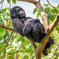 Eastern Gorilla (Gorilla beringei)
