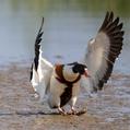 Common Shelduck (Tadorna tadorna)