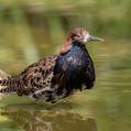 Ruff (Calidris pugnax)