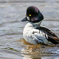 Common Goldeneye (Bucephala clangula)