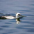 Smew (Mergellus albellus)