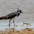 Northern Lapwing (Vanellus vanellus)