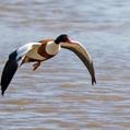 Common Shelduck (Tadorna tadorna)