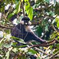 Red-Tailed Monkey (Cercopithecus ascanius)