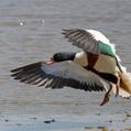 Common Shelduck (Tadorna tadorna)