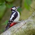 Great Spotted Woodpecker (Dendrocopos major)