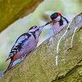 Great Spotted Woodpecker (Dendrocopos major)