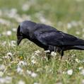Western Jackdaw (Coloeus monedula)