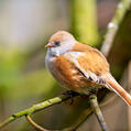 Bearded Reedling (Panurus biarmicus)